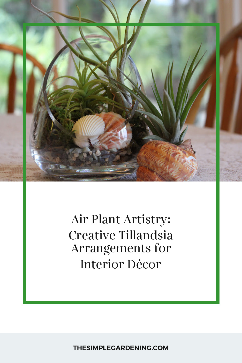 Air Plant Artistry: Creative Tillandsia Arrangements for Interior Décor